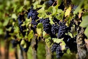 vinograd